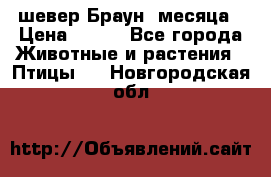 шевер Браун 2месяца › Цена ­ 200 - Все города Животные и растения » Птицы   . Новгородская обл.